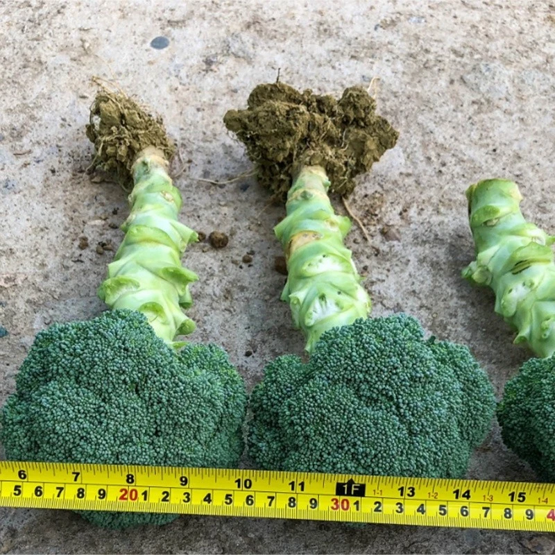 Broccoli Hybrid Vegetable Seeds factory